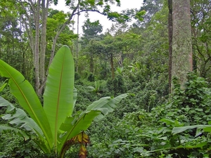 In het regenwoud