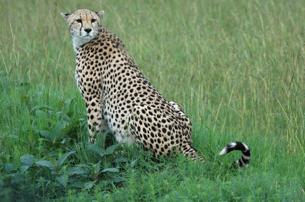Poserende Cheeta