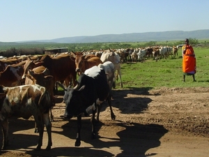 Masai herderinnetje