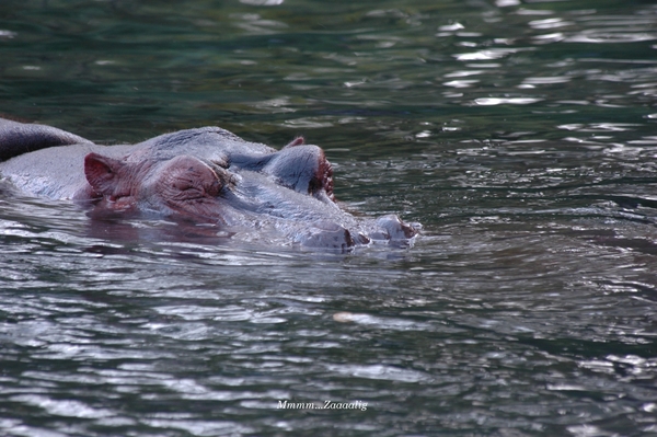Genietend nijlpaard