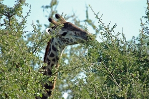 Smullende giraffe
