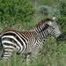 Burchelli Zebra