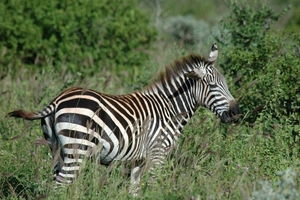 Burchelli Zebra