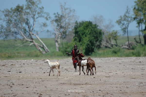 Masai herdertje