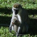 Moeder en kind meerkat aap