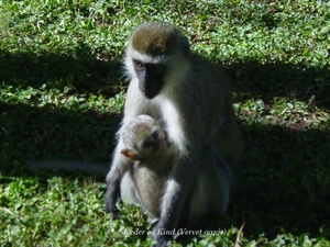 Moeder en kind meerkat aap
