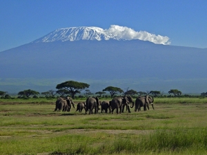 Olifanten en Kilimanjaro