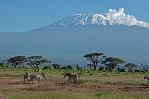 Zebra's en Kilimanjaro