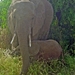 Moeder en kind olifant