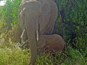 Moeder en kind olifant