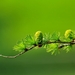larch-conifer-cone-branch-tree-40896