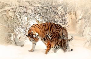 tiger-tiger-baby-tigerfamile-young-39629