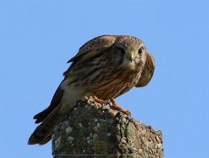 Torenvalk - Falco tinnunculus   ♀
