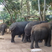 3E Pinnawala,  olifanten weeshuis _DSC00399