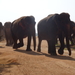 3E Pinnawala,  olifanten weeshuis _DSC00401
