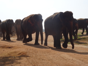 3E Pinnawala,  olifanten weeshuis _DSC00401