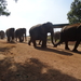 3E Pinnawala,  olifanten weeshuis _DSC00402