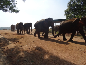 3E Pinnawala,  olifanten weeshuis _DSC00402