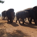 3E Pinnawala,  olifanten weeshuis _DSC00404