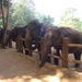 3E Pinnawala,  olifanten weeshuis _DSC00407