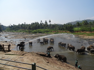 3E Pinnawala,  olifanten weeshuis _DSC00416