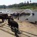 3E Pinnawala,  olifanten weeshuis _DSC00425
