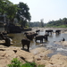3E Pinnawala,  olifanten weeshuis _DSC00427