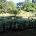 3F Peradeniya, botanische tuinen _DSC00514