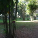 3F Peradeniya, botanische tuinen _DSC00516