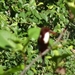 3F Peradeniya, botanische tuinen _DSC00519