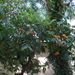 3F Peradeniya, botanische tuinen _DSC00526