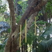 3F Peradeniya, botanische tuinen _DSC00527