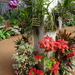 3F Peradeniya, botanische tuinen _DSC00532