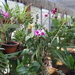 3F Peradeniya, botanische tuinen _DSC00540