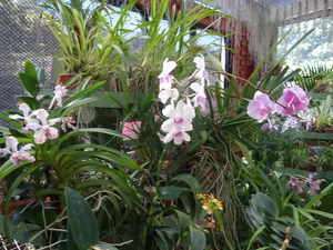 3F Peradeniya, botanische tuinen _DSC00543