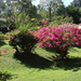 3F Peradeniya, botanische tuinen _DSC00544