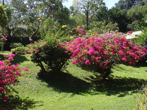 3F Peradeniya, botanische tuinen _DSC00544