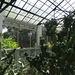 3F Peradeniya, botanische tuinen _DSC00549