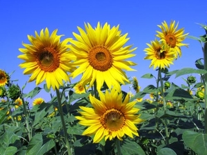 sunflowers-sunflower-yellow-petal-59990
