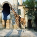 3d Zoologischer Garten _met giraffe