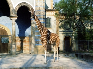 3d Zoologischer Garten _met giraffe