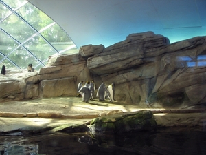 3d Zoologischer Garten _Penguinarium