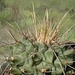DSC04564Thelocactus rinconensis