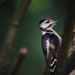 great-spotted-woodpecker-5261220_960_720