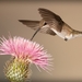 hummingbird-5255832_960_720