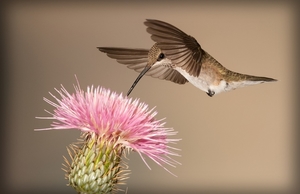 hummingbird-5255832_960_720
