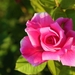 rose-5260973_960_720