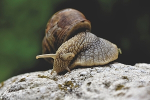 snail-5233113_960_720