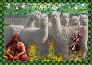 alpacas v terry
