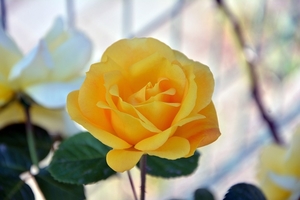 rose-5231793_960_720